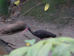 Phimosus infuscatus
