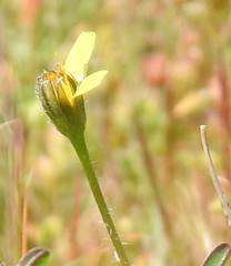 Leontodon longirostris