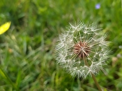 Taraxacum lacistophyllum