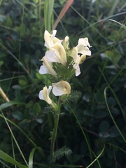 Pedicularis ascendens