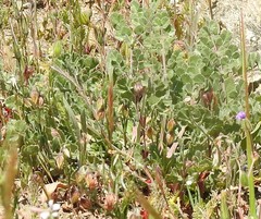 Pimpinella villosa