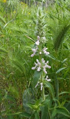 Stachys plumosa