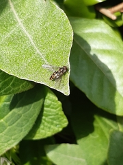 Episyrphus balteatus