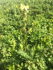 Pedicularis ascendens
