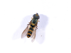 Epistrophella emarginata