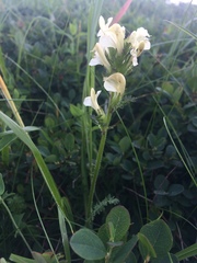 Pedicularis ascendens