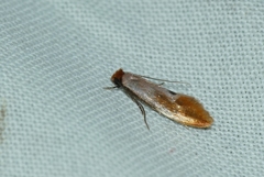 Tinea semifulvella