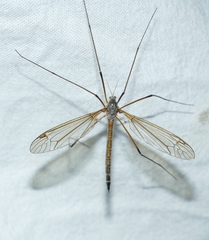 Tipula flavolineata