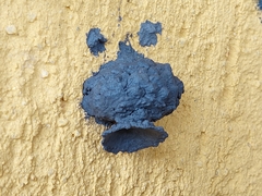 Brachymenes wagnerianus