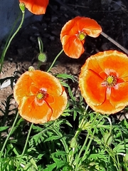 Papaver rhoeas