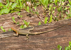 Cnemidophorus cryptus