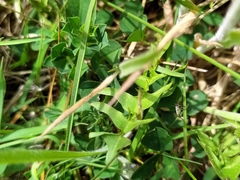 Taraxacum lacistophyllum