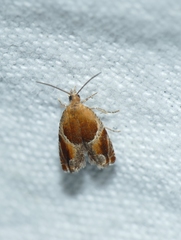 Ancylis obtusana