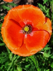 Papaver rhoeas