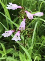 Penstemon calycosus