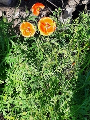 Papaver rhoeas