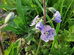 Veronica chamaedrys