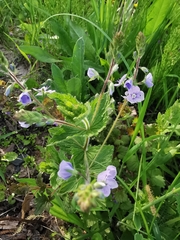 Veronica chamaedrys
