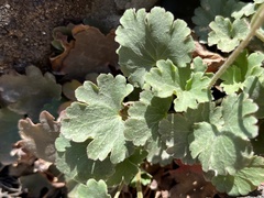 Heuchera parvifolia