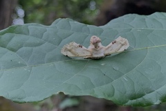 Ernolatia moorei