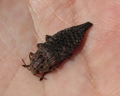 Dicerca aino