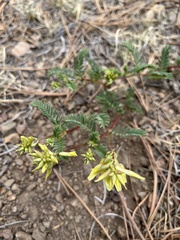 Astragalus scopulorum