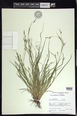 Carex digitalis digitalis