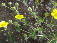 Potentilla neglecta