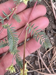 Astragalus scopulorum