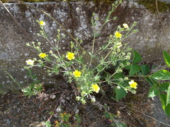 Potentilla neglecta