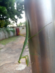 Tenodera superstitiosa