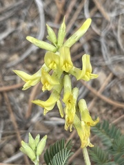 Astragalus scopulorum