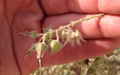 Trichodesma africanum