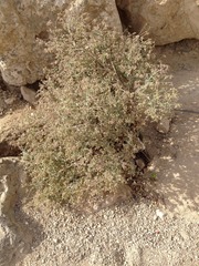 Trichodesma africanum