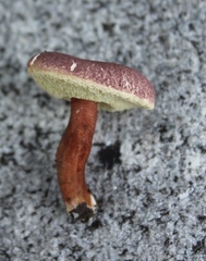 Gyroporus purpurinus image