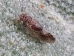 Cacopsylla fulguralis