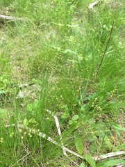 Carex interior