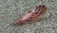 Cacopsylla fulguralis