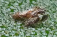 Cacopsylla fulguralis