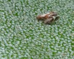 Cacopsylla fulguralis