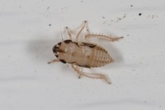 Anoscopus serratulae