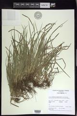 Carex digitalis digitalis