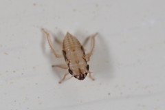 Anoscopus serratulae