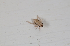 Anoscopus serratulae