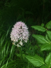 Traunsteinera globosa