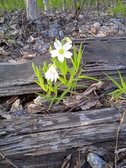 Rabelera holostea