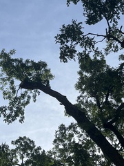 Dryobates villosus villosus