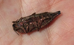 Dicerca aino