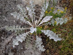 Verbascum undulatum