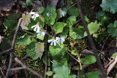 Viola fargesii